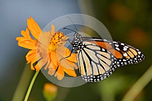 Monarch Butterfly, Danaus plexippus