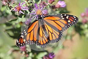 Monarch Butterfly danaus plexippus