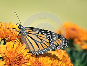Monarch butterfly Danaus plexippus on autumn flowers