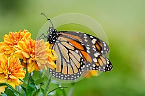 Monarch butterfly (Danaus plexippus) during autumn migration