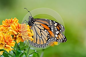 Monarch butterfly (Danaus plexippus) during autumn migration photo