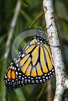 Monarch butterfly - Danaus plexippus, beautiful popular butterfly photo