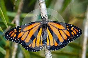 Monarch butterfly - Danaus plexippus photo