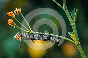 Monarch butterfly - Danaus plexippus photo