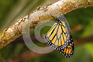 Monarch butterfly - Danaus plexippus, beautiful popular orange butterfly photo