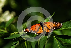 Monarch butterfly - Danaus plexippus, beautiful popular butterfly photo