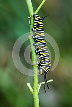 Monarch butterfly - Danaus plexippus, beautiful popular orange butterfly photo