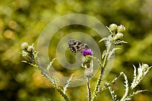 Monarch butterfly or Danaus plexippus in black and white collects nectar from the purple blossom  of milk thistle, Nisovo