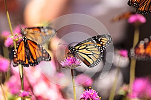 Monarch butterfly, Danaus plexippus photo