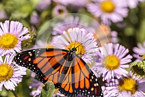 Monarch butterfly, Danaus plexippus, in a butterfly garden on a photo