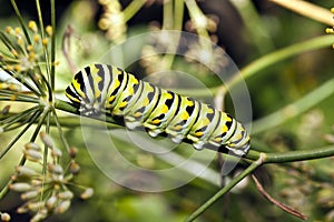 A Monarch butterfly (Danaus plexippus) caterpillar