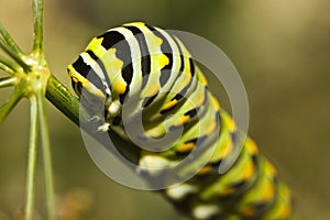 A Monarch butterfly (Danaus plexippus) caterpillar photo