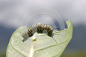 Monarch Butterfly (Danaus plexippus) Caterpillar eating a leaf