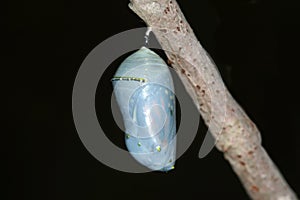 Monarch Butterfly danaus plexippus Chrysalis photo