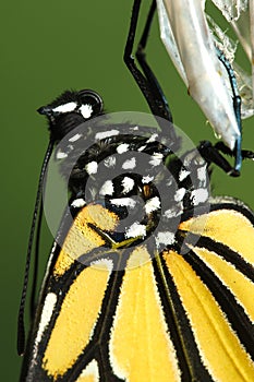 Monarch Butterfly, Danaus plexippus detail