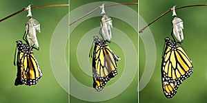 Monarch Butterfly Danaus plexippus drying its wings after meta photo