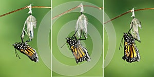 Monarch Butterfly Danaus plexippus drying its wings after emer photo