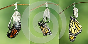 Monarch Butterfly Danaus plexippus drying its wings after eme photo