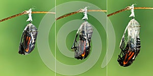 Monarch butterfly emerging from chrysalis to butterfly