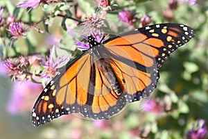 Monarch Butterfly danaus plexippus photo