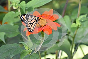 Monarch Butterfly