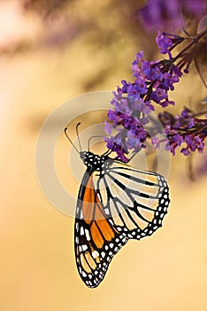 Monarch butterfly (Danaus plexippus) photo