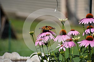 Monarch butterfly (Danaus plexippus) feeding on Purple Cone flower (Echinacea purpurea