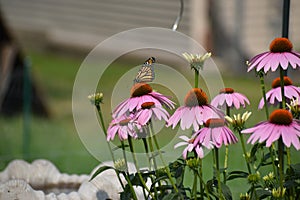 Monarch butterfly (Danaus plexippus) feeding on Purple Cone flower (Echinacea purpurea