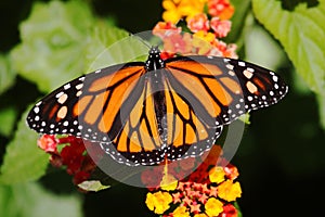 Monarch Butterfly (danaus plexippus) on Flowers photo