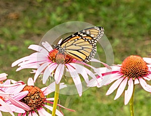 Monarch butterfly on Summer purple coneflower