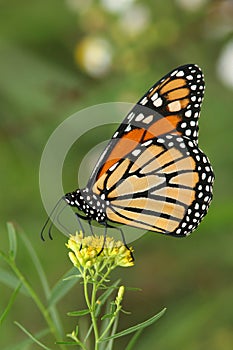 Monarch Butterfly (Danaus plexippus) on goldenrod