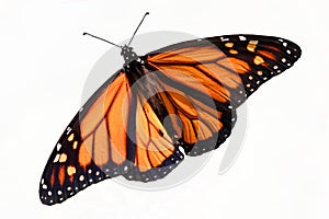 Monarch Butterfly (danaus plexippus) Isolated