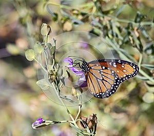 Monarch Butterfly Danaus plexippus photo