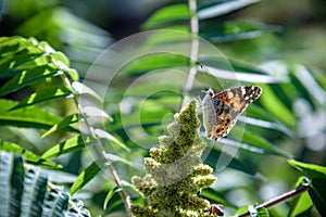 Monarch Butterfly Danaus plexippus . Monarch Butterflies cluster together on the pines and eucalyptus trees during their migration