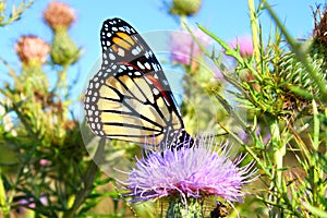 Monarch Butterfly Danaus plexippus photo