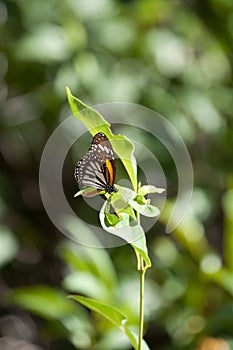 Monarch butterfly Danaus plexippus with Natural green background.