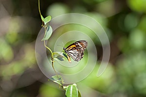 Monarch butterfly Danaus plexippus with Natural green background.