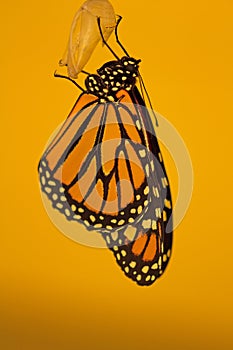 Monarch butterfly (Danaus plexippus) newly eclosed  in Idaho.