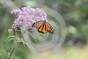 Monarch Butterfly Danaus plexippus on Purple Flower