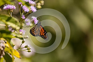 Monarch butterfly Danaus plexippus on a purple flower