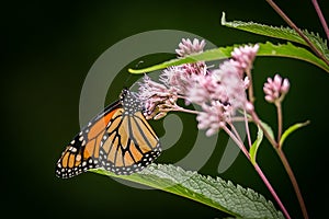 Monarch butterfly Danaus plexippus resting on a Joe Pye Weed flower Eutrochium purpureum