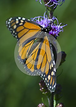 Monarch Butterfly (Danaus plexippus) - Side View photo