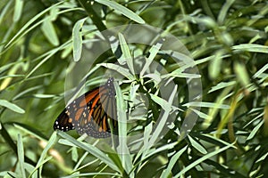 Monarch butterfly Danaus plexippus sitting in a busch
