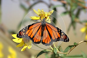 Monarch Butterfly (danaus plexippus) in spring