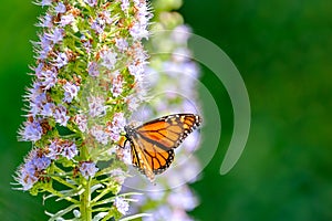 Monarch butterfly (Danaus plexippus) standing on the blooming oplant Echium on Gran Canary, Spain photo