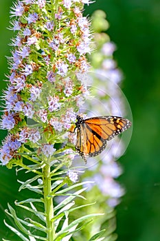 Monarch butterfly (Danaus plexippus) standing on the blooming oplant Echium virescens on Gran Canary, Spain photo