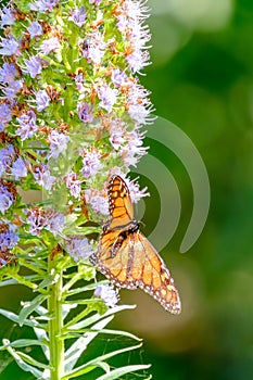 Monarch butterfly (Danaus plexippus) standing on the blooming oplant Echium virescens i photo