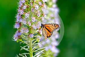 Monarch butterfly Danaus plexippus standing on the blooming oplant Echium virescens in the Cactualdea Park on Gran Canary, Spain photo