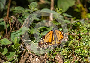 Monarch butterfly Danaus plexippus sunbathing and perching on a plant in the Sanctuary photo