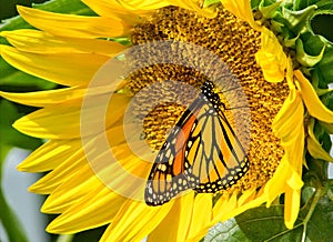 Monarch Butterfly Danaus plexippus On Sunflower